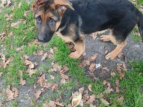 a vendre chiots berger allemand 900 33650 Saint-selve