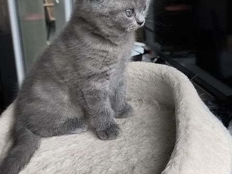 Chatons British/Scottish 900 67000 Strasbourg