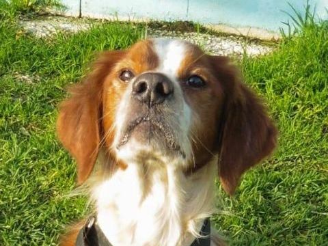 GINTONIC 320 27620 Gasny