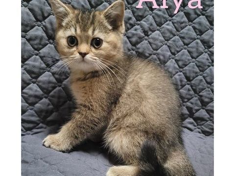 Femelle British shorthair 
1100 59230 Saint-amand-les-eaux