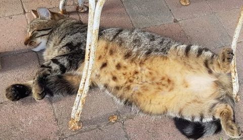 Nala (4 ans) disparue le 01/07/26 &agrave; Argenteuil 95100 0 95100 Argenteuil