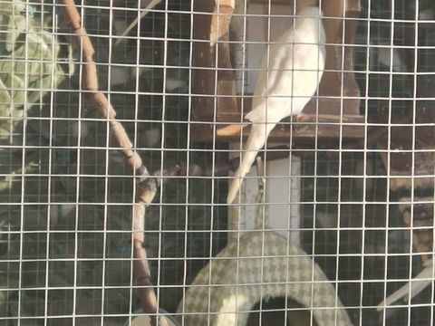 Échange Perruches 0 06800 Cagnes-sur-mer