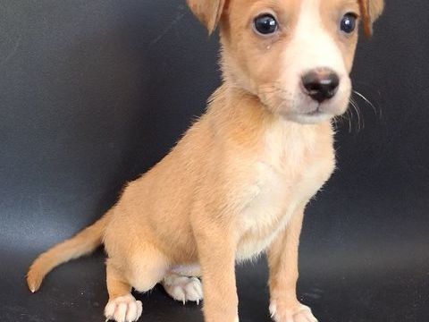 jack russell x chihuahua 0 13700 Marignane