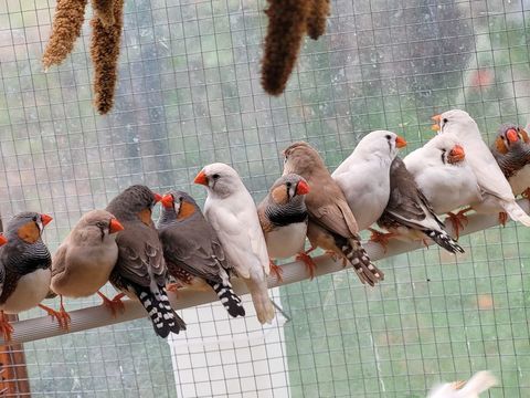 Mandarin 10 69360 Communay