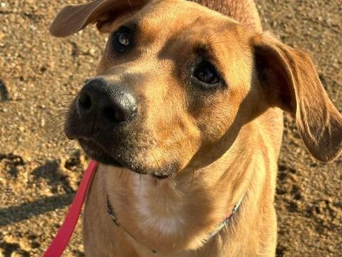 SIMBA 300 95610 �ragny