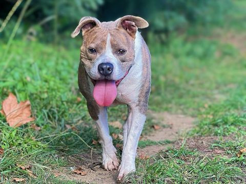 Shark, staff 7 ans LOF 200 81200 Mazamet