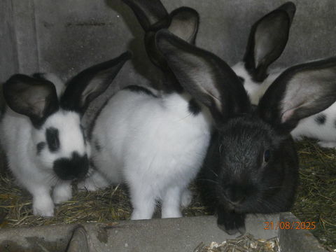 lapins de 10 semaines  race papillons 15 76430 La cerlangue