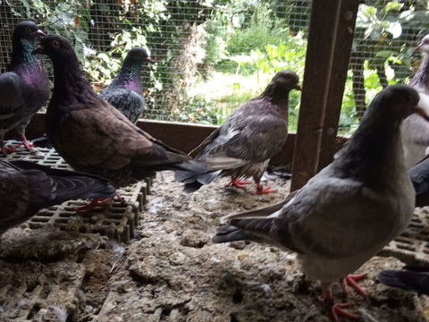 pigeons à manger. belles portions. 8 18100 Vierzon