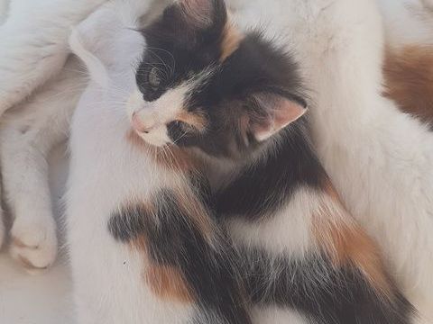 Donne chatons sur Saint pierre, 3 mois, autonomes 0 97250 Saint-pierre