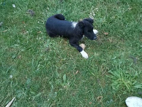 de chiots 400 03170 Bizeneuille