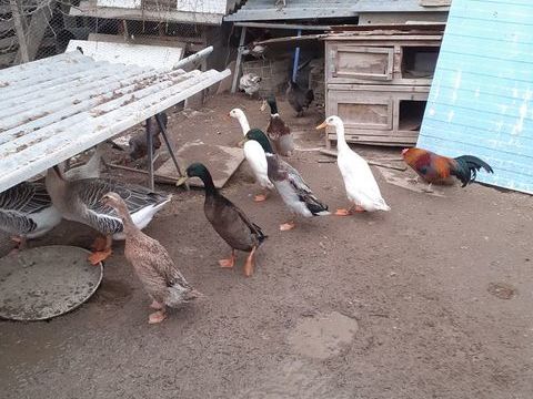 Canard coureurs indiens 90 34400 Lunel