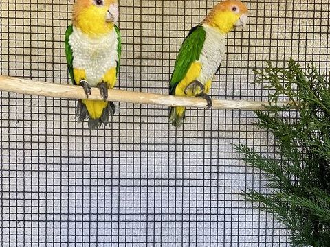 Couple reproducteur Caïques cuisses jaune 1300 24000 Prigueux