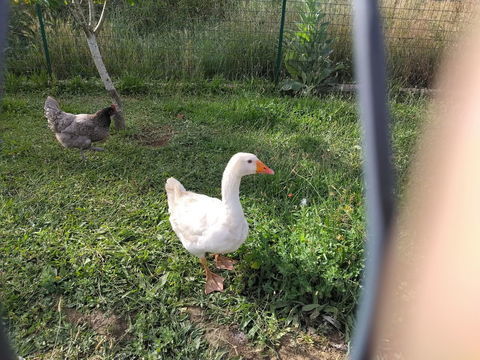 Donne oie blanche et poule grise 0 44521 Oudon