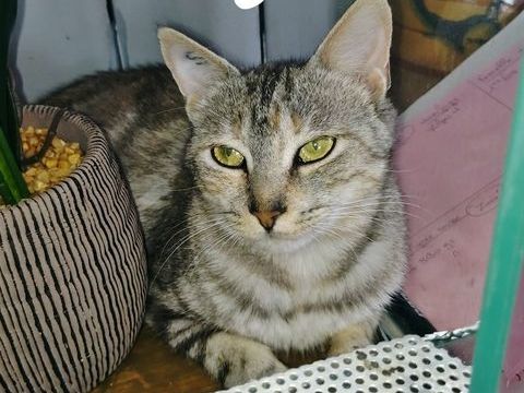 Neige à l'adoption 150 61000 Alenon