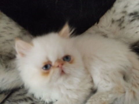Chatons type persan 450 44550 Montoir-de-bretagne