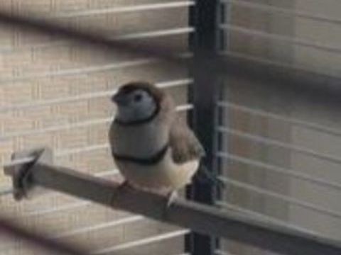 Diamant de Bicheno 0 44160 Pontch�teau