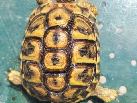 tortues de terre 80 13011 Marseille