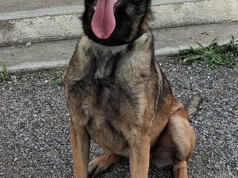 BLEDINE, malinoise 1 an 220 34000 Montpellier