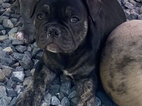 Magnifique chiot Bouledogue fran&ccedil;ais ancien type 1800 34310 Quarante