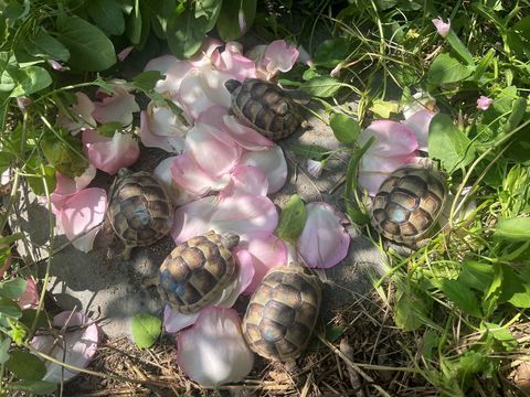 Tortue de Terre - Testudo Marginata 150 01800 Meximieux