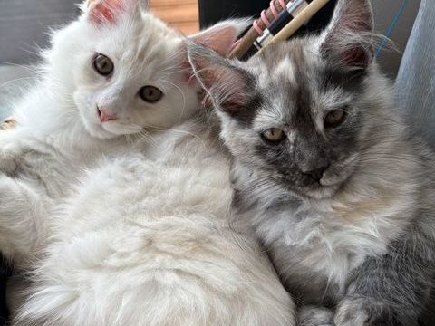 Les lynx de Louna coon
Disponible &agrave; l adoption 
1200 83130 La garde