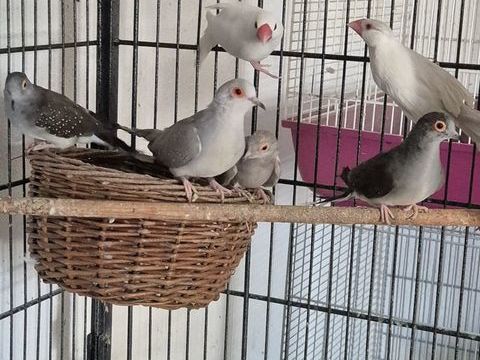 Lot de colombes diamant ? 65 34570 Pignan