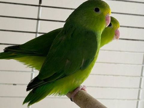 Toui &eacute;t&eacute; (Forpus passerinus). 70 74140 Sciez