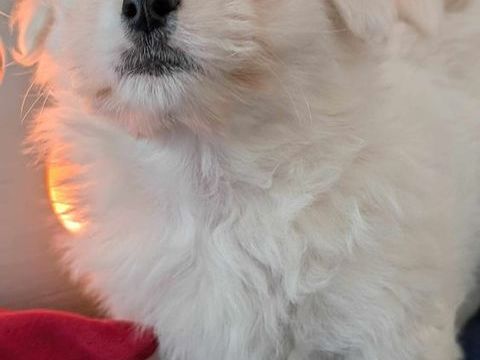 Chiot Coton de Tul&eacute;ar  950 45130 Saint-ay