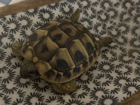 Tortue 50 66000 Perpignan