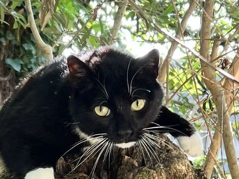 Recherche garde d'animaux 0 19360 Malemort-sur-corrèze
