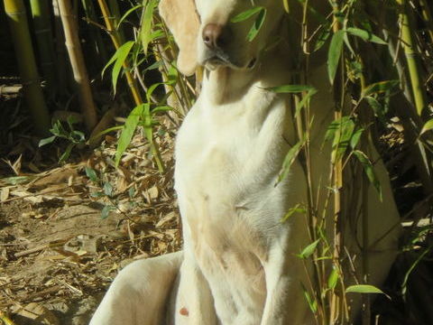 Gaya la douce est &agrave; l'adoption! 0 34000 Montpellier