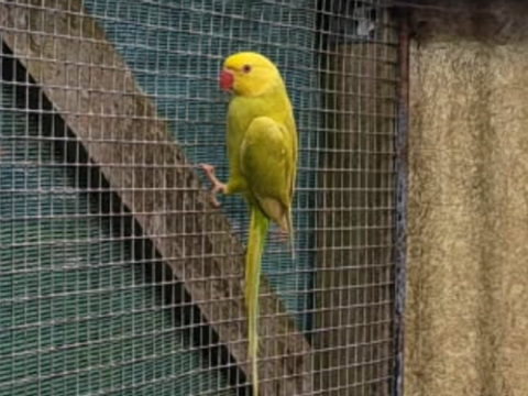 perruche a collier 50 85340 L'le-d'olonne