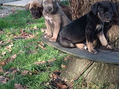 magnifique chiot type cane corso m&egrave;re lof 800 33600 Pessac