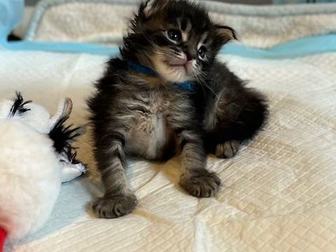 Mes 6 petits tr&eacute;sors Maine Coon n&eacute;s le 7 mai Port&eacute;e LOOF 1500 74570 Fillière
