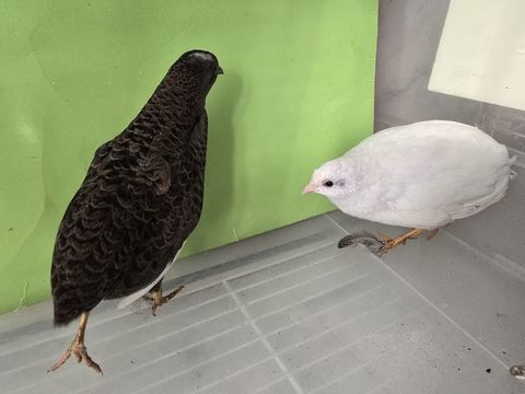 Caille de chine reproducteur 10 14000 Caen