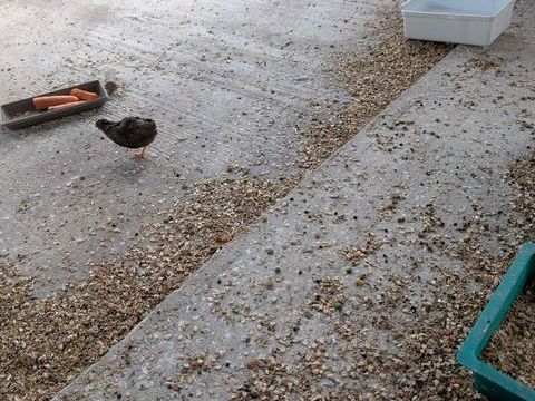 couples de cailles de chine 20 33710 Pugnac