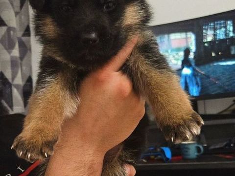 Chiot berger allemand LOF 1100 80480 Saloul