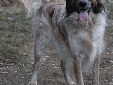 Mowgli 230 26700 Pierrelatte