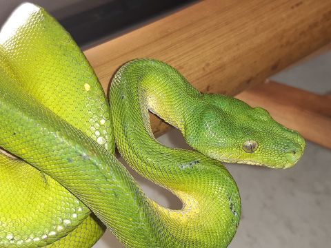 Python morélia Viridis Sorong 550 86530 Cenon-sur-vienne