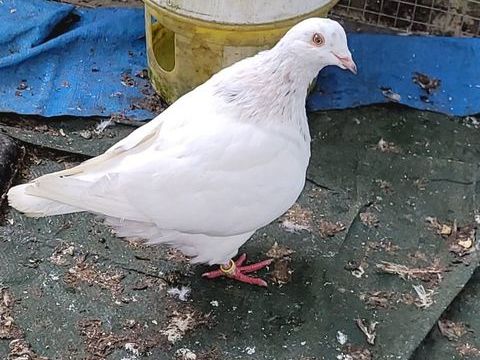 Pigeon texan male 0 64122 Urrugne