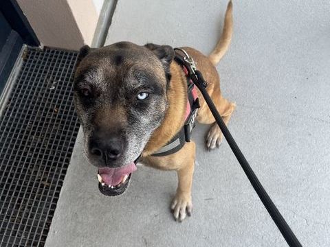 Don chien type cane corso x malinois 0 33470 Le teich