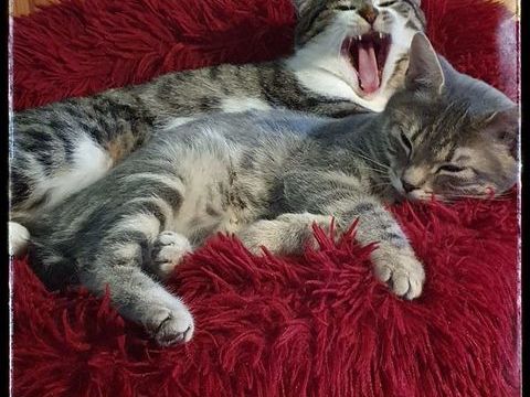 Chatons AIMEE et ALIZEE 170 67360 Oberdorf-spachbach