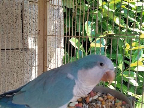 Perruche souris quaker 150 07200 Aubenas