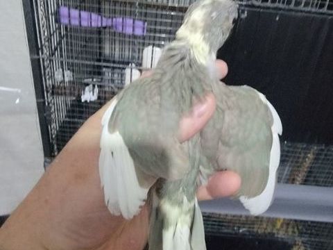 kakarikis de souche unique a Tarbes. 120 65000 Tarbes