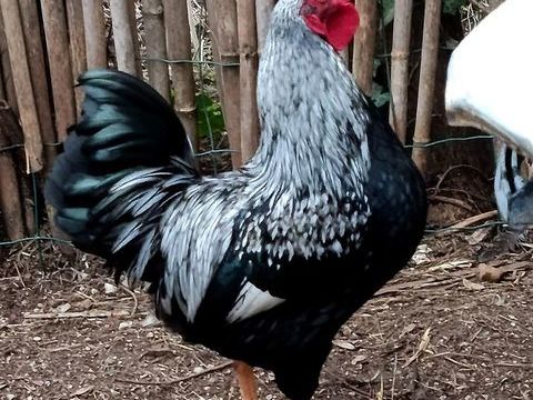 Rare Barnevelder Coq 30 34750 Villeneuve-l�s-maguelone