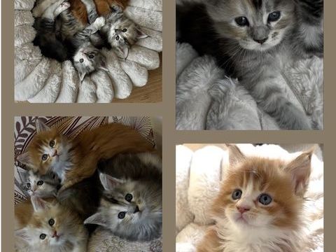 Chaton Maine Coon LOOF p&egrave;re Champion 1300 50530 Angey