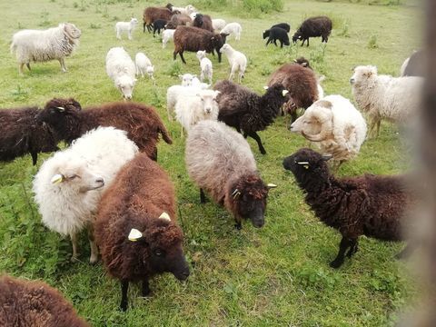 Moutons d'Ouessant 65 79200 Parthenay