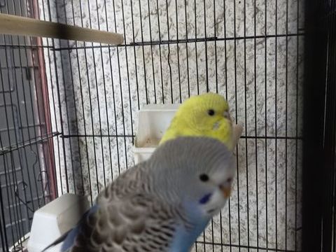 Perruches ondul&eacute;es  30 42800 Rive-de-gier