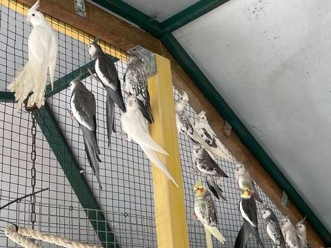 Calopsitte Face Blanche 40 83600 Fr�jus