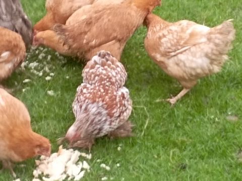 POULES PONDEUSES 25 94600 Choisy-le-roi